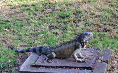 Iguana